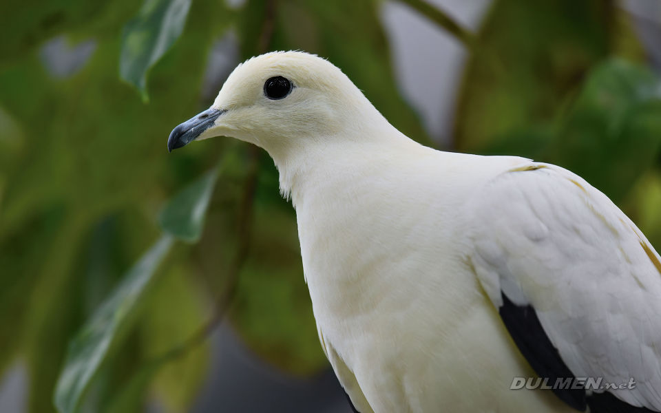 Pied imperial pigeon (Ducula bicolor)